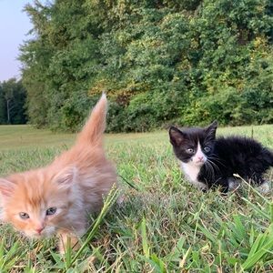 Meet your Posher, Ali